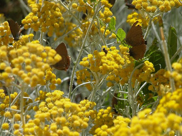 Helichrysum Italicum, dite Herbe  curry, et ses papillons - 23/06/09