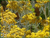Helichrysum Italicum, dite Herbe  curry, et ses papillons - 23/06/09