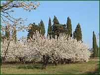 Vergers de cerisiers en fleur - 11/04/04